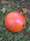 Frucht: Apfel